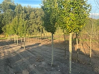 Carpinus betulus lucas hs haagbeuk (circa 18 stuks) - afbeelding 3 van  7