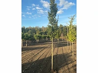 Carpinus betulus lucas hs haagbeuk (circa 18 stuks) - afbeelding 7 van  7