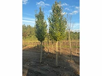Carpinus betulus lucas hs haagbeuk (circa 18 stuks) - afbeelding 2 van  7