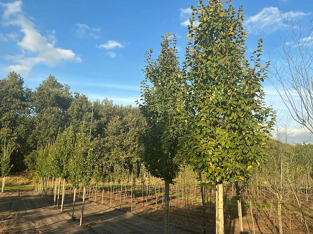 Carpinus betulus lucas hs haagbeuk (circa 18 stuks) - afbeelding 4 van  7