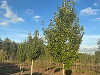 Carpinus betulus lucas hs haagbeuk (circa 18 stuks) - afbeelding 6 van  7