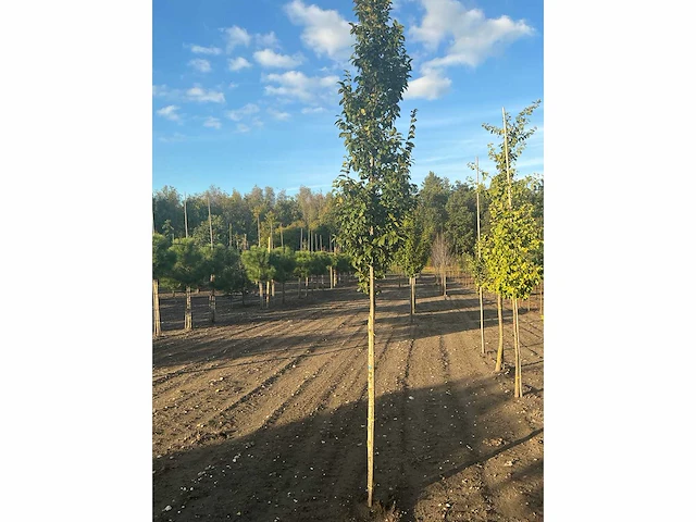 Carpinus betulus lucas hs haagbeuk (circa 18 stuks) - afbeelding 7 van  7