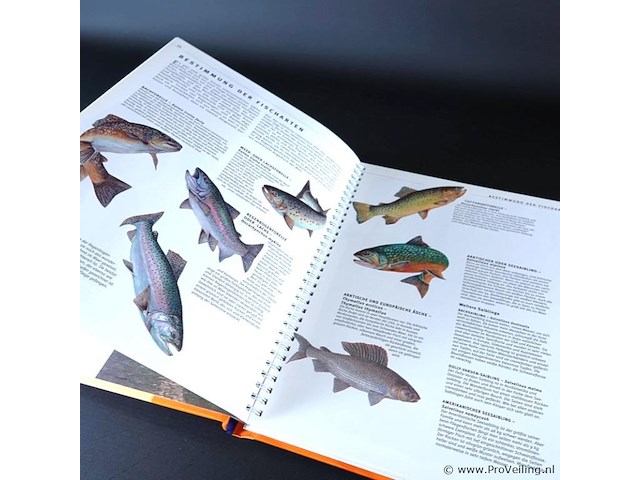 Catch that fish - afbeelding 5 van  5