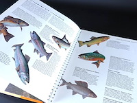 Catch that fish - afbeelding 5 van  5