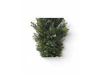 Cedar uv beschermend voor buiten kunstplant, conifeer (15x) - afbeelding 3 van  3