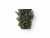 Cedar uv beschermend voor buiten kunstplant, conifeer (25x) - afbeelding 5 van  8