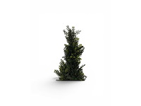 Cedar uv beschermend voor buiten kunstplant, conifeer (50x) - afbeelding 4 van  7