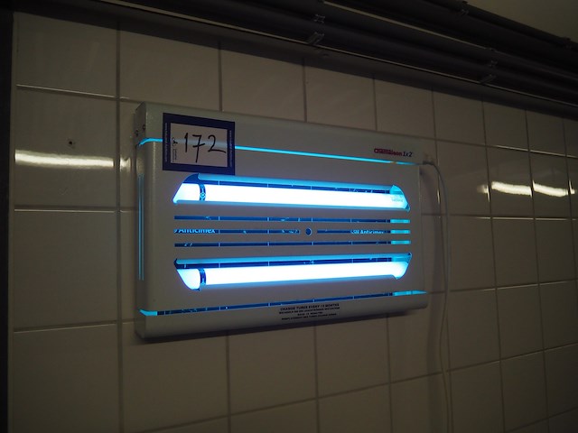 Chameleon - afbeelding 1 van  3