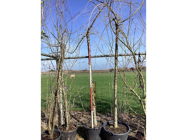 Cheal's treurkers - vormbomen - afbeelding 1 van  2