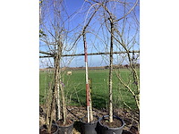 Cheal's treurkers - vormbomen - afbeelding 1 van  2