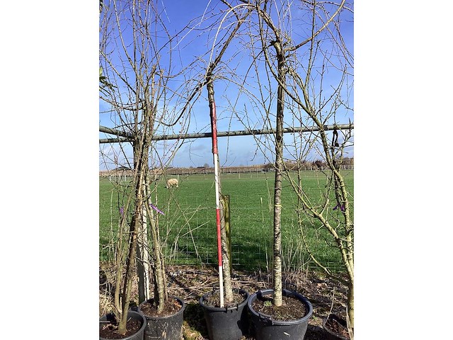 Cheal's treurkers - vormbomen - afbeelding 2 van  2