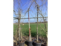 Cheal's treurkers - vormbomen - afbeelding 2 van  2