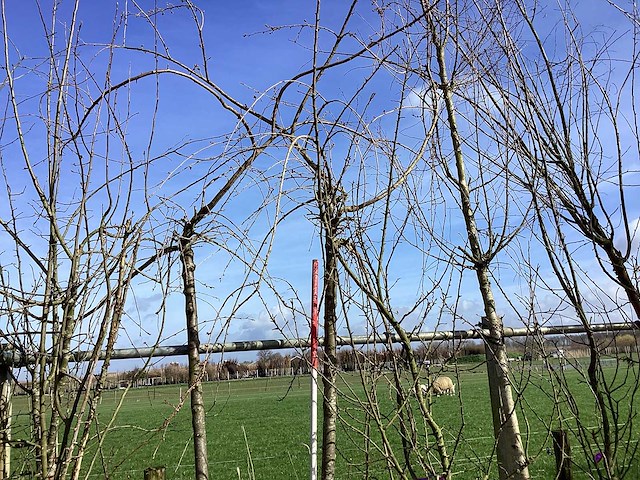 Cheal's treurkers - vormboom - afbeelding 1 van  2