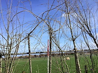 Cheal's treurkers - vormboom - afbeelding 1 van  2