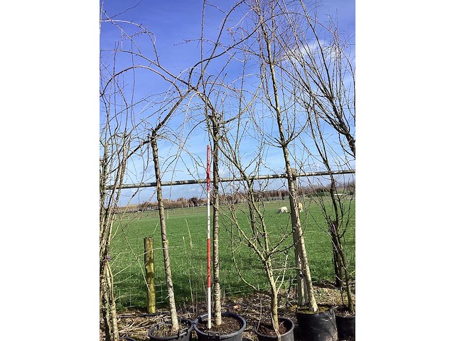 Cheal's treurkers - vormboom - afbeelding 2 van  2