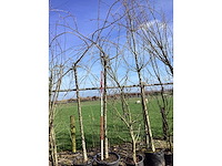 Cheal's treurkers - vormboom - afbeelding 2 van  2