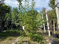 Chinees klokje, forsythia 'spectabilis', sierheester, gele bloei, ca. 150-175 cm hoog
