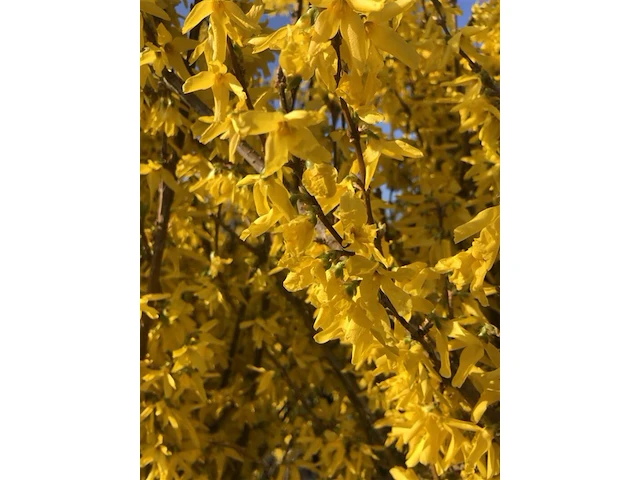 Chinees klokje, forsythia 'spectabilis', sierheester, gele bloei, ca. 150-175 cm hoog - afbeelding 2 van  3