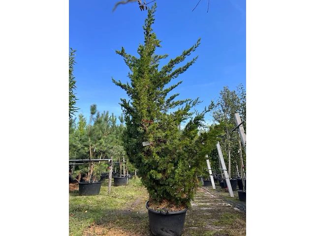 Chinese jeneverbes, juniperus chin. 'kaizuka', solitair, ca. 350 cm hoog - afbeelding 1 van  1