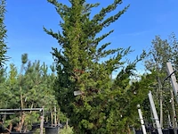 Chinese jeneverbes, juniperus chin. 'kaizuka', solitair, ca. 350 cm hoog