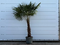 Chinese waaierpalm - stam 80-100 cm - trachycarpus fortunei - hoogte ca. 250 cm - afbeelding 1 van  5