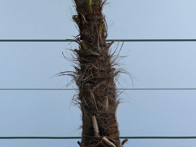Chinese waaierpalm - stam 80-100 cm - trachycarpus fortunei - hoogte ca. 250 cm - afbeelding 5 van  5