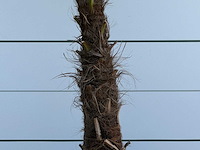 Chinese waaierpalm - stam 80-100 cm - trachycarpus fortunei - hoogte ca. 250 cm - afbeelding 5 van  5