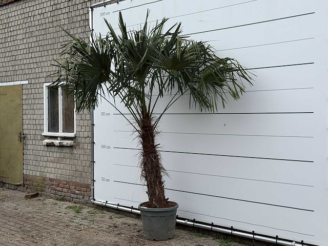 Chinese waaierpalm - stam 80-100 cm - trachycarpus fortunei - hoogte ca. 250 cm - afbeelding 1 van  2
