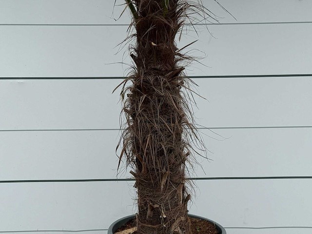 Chinese waaierpalm - stam 80-100 cm - trachycarpus fortunei - hoogte ca. 250 cm - afbeelding 2 van  2