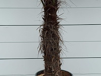 Chinese waaierpalm - stam 80-100 cm - trachycarpus fortunei - hoogte ca. 250 cm - afbeelding 2 van  2