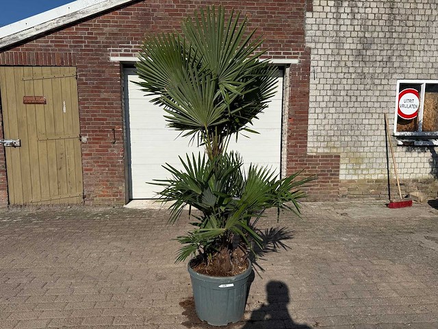 Chinese waaierpalm - trachycarpus fortunei - driedubbele stam - hoogte ca 220cm - afbeelding 1 van  6