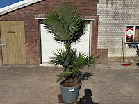 Chinese waaierpalm - trachycarpus fortunei - driedubbele stam - hoogte ca 220cm - afbeelding 1 van  6