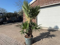 Chinese waaierpalm - trachycarpus fortunei - driedubbele stam - hoogte ca 220cm - afbeelding 2 van  6