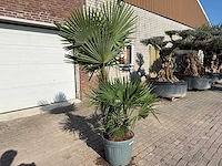 Chinese waaierpalm - trachycarpus fortunei - driedubbele stam - hoogte ca 220cm - afbeelding 3 van  6