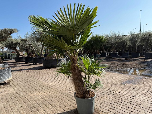 Chinese waaierpalm - trachycarpus fortunei - driedubbele stam - hoogte ca 220cm - afbeelding 4 van  6