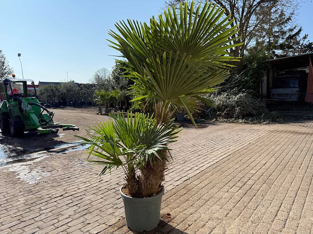 Chinese waaierpalm - trachycarpus fortunei - driedubbele stam - hoogte ca 220cm - afbeelding 5 van  6