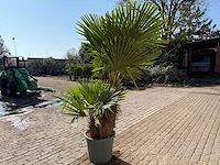 Chinese waaierpalm - trachycarpus fortunei - driedubbele stam - hoogte ca 220cm - afbeelding 5 van  6