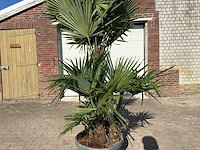 Chinese waaierpalm - trachycarpus fortunei - driedubbele stam - hoogte ca 220cm - afbeelding 6 van  6