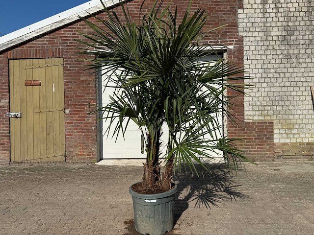 Chinese waaierpalm - trachycarpus fortunei - driedubbele stam - hoogte ca 220cm - afbeelding 1 van  6
