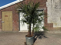 Chinese waaierpalm - trachycarpus fortunei - driedubbele stam - hoogte ca 220cm - afbeelding 1 van  6