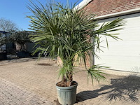 Chinese waaierpalm - trachycarpus fortunei - driedubbele stam - hoogte ca 220cm - afbeelding 2 van  6