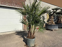 Chinese waaierpalm - trachycarpus fortunei - driedubbele stam - hoogte ca 220cm - afbeelding 3 van  6