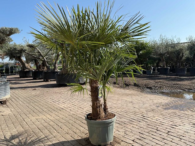 Chinese waaierpalm - trachycarpus fortunei - driedubbele stam - hoogte ca 220cm - afbeelding 4 van  6