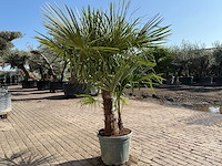 Chinese waaierpalm - trachycarpus fortunei - driedubbele stam - hoogte ca 220cm - afbeelding 4 van  6