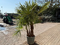 Chinese waaierpalm - trachycarpus fortunei - driedubbele stam - hoogte ca 220cm - afbeelding 5 van  6