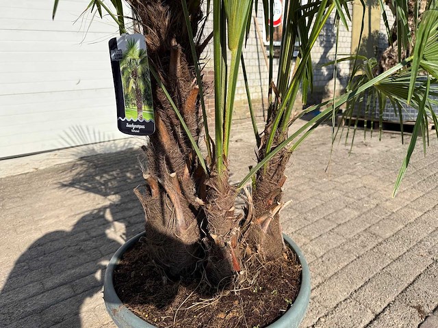 Chinese waaierpalm - trachycarpus fortunei - driedubbele stam - hoogte ca 220cm - afbeelding 6 van  6