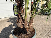 Chinese waaierpalm - trachycarpus fortunei - driedubbele stam - hoogte ca 220cm - afbeelding 6 van  6