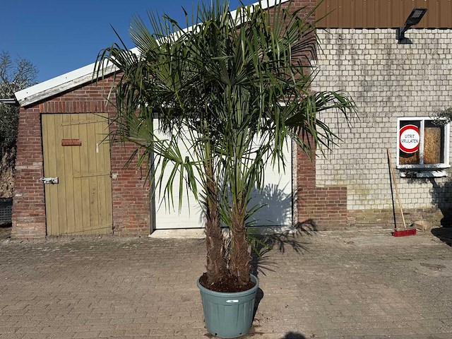 Chinese waaierpalm - trachycarpus fortunei - driedubbele stam - hoogte ca 280cm - afbeelding 1 van  7