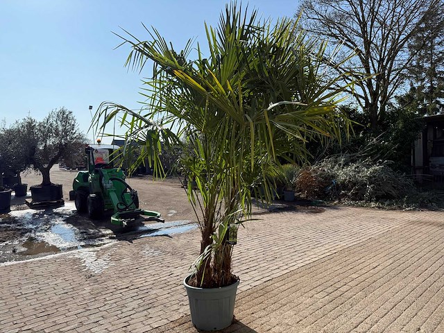 Chinese waaierpalm - trachycarpus fortunei - driedubbele stam - hoogte ca 280cm - afbeelding 3 van  7