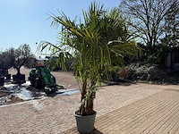 Chinese waaierpalm - trachycarpus fortunei - driedubbele stam - hoogte ca 280cm - afbeelding 3 van  7